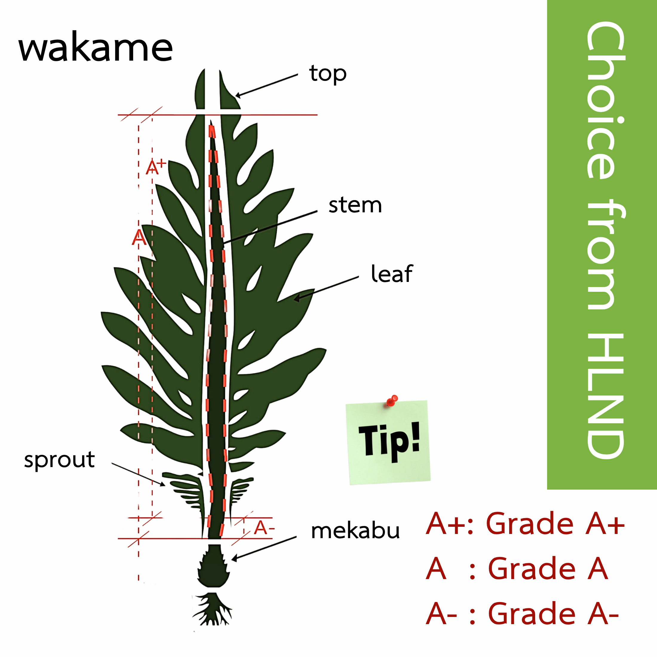 A+สาหร่ายวากาเมะแห้ง 200 กรัม   ไม่เหม็นคาว สินค้าแห้งจัดเก็บได้ง่าย สาหร่ายวากาเมะสดที่ได้หลังจากแช่น้ำคือสาหร่ายวากาเมะดิบ ดังนั้นจะต้องปรุงให้สุกก่อนรับประทาน โปรดอ่านรายละเอียดสินค้าอย่างละเอียดก่อนรับประทาน!!!